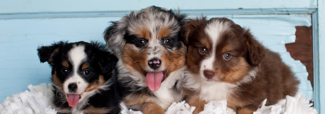 Cavalier King Charles Spaniel