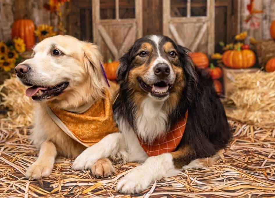Blue Merle Red Merle Black Tri and Red Tri Australian Shepherd puppies
