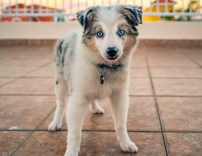 Miniature Australian Shepherd