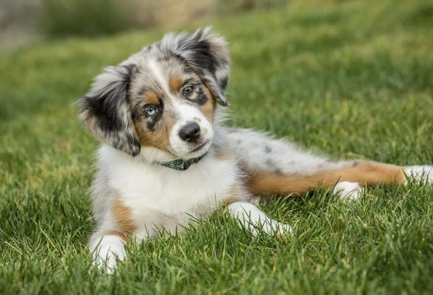 australian shepherd puppy on a grass