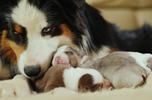 Newborn Australian Shepherd puppies resting with their mother