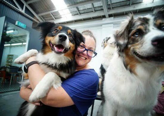 Male and female Australian Shepherd puppies playing together
