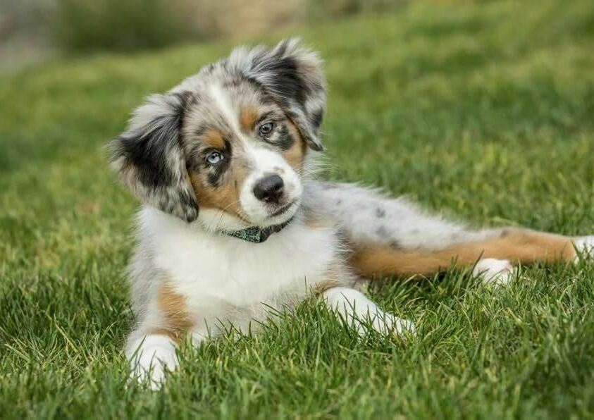 Blue Merle Australian Shepherd puppy with bright blue eyes
