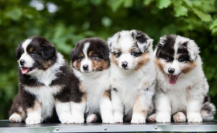 australian shepherds in group
