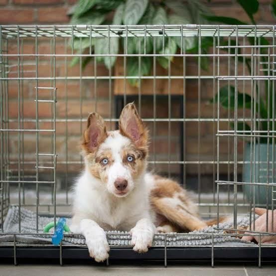 Australian Shepherd puppy resting comfortably in a crate