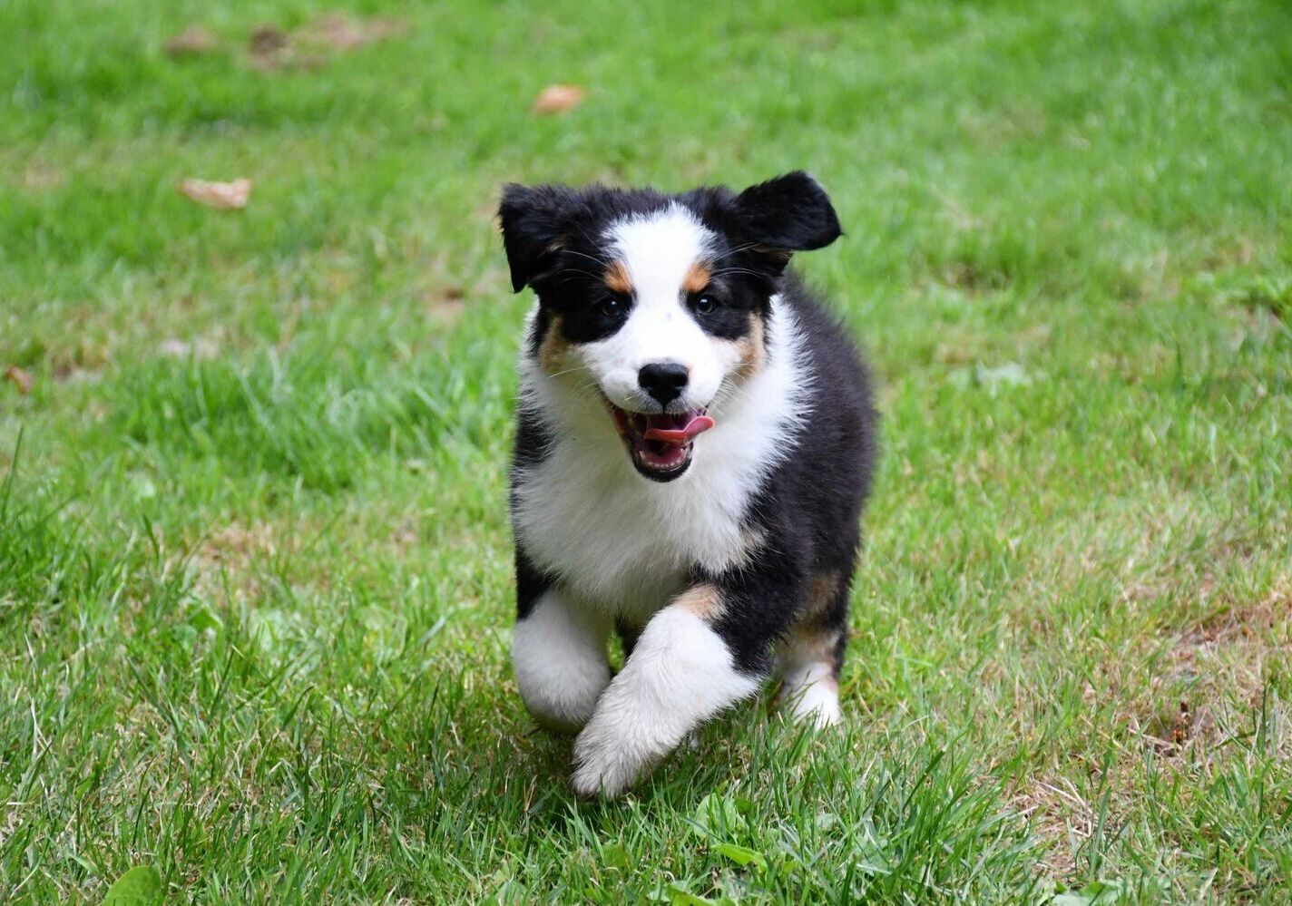 Healthy Australian Shepherd puppies playing outdoors