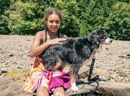 adult-australian-shepherd-size.webp Healthy adult Australian Shepherd showing average breed size