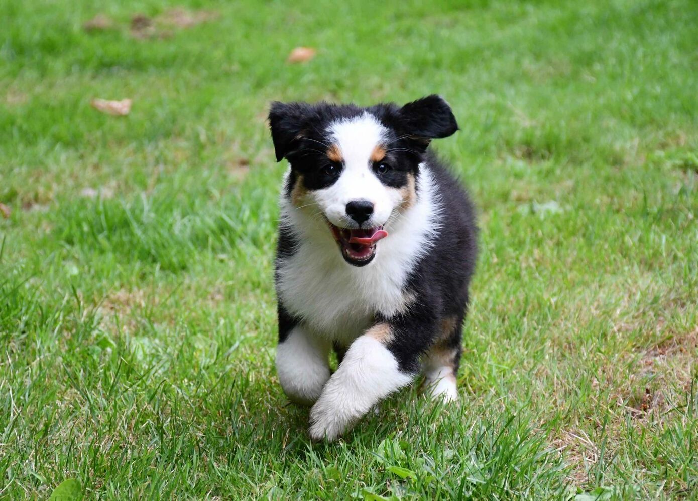 australian shepherd running in the grass