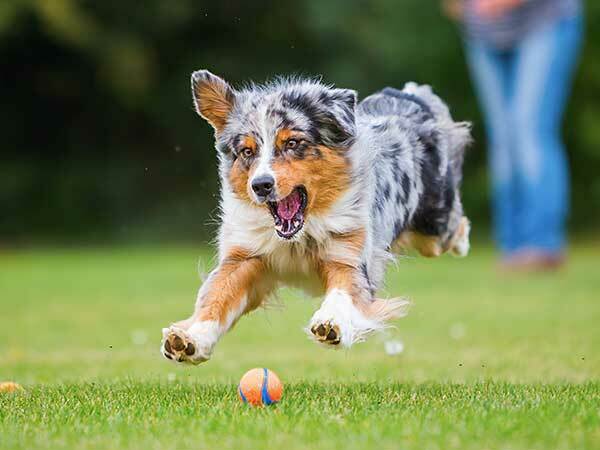 Australian Shepherd puppy supplies laid out on the floor.