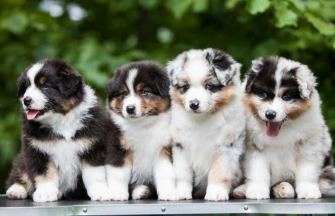 Australian Shepherd puppy ready for its forever home in South Carolina