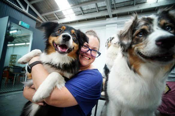 Adult Australian Shepherd dogs in a responsible breeding program