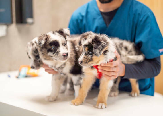 Veterinarian examining an Australian Shepherd puppy