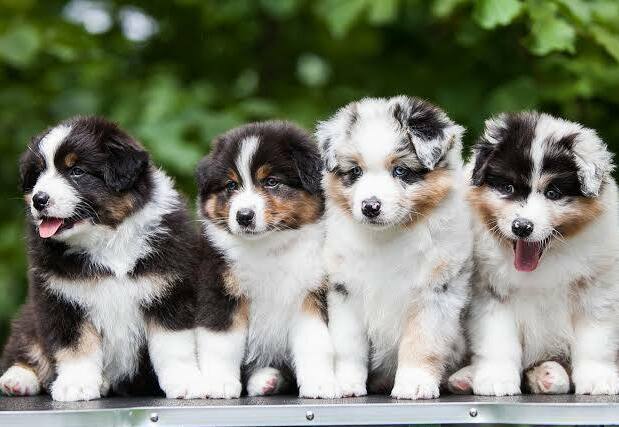 Australian Shepherd puppy ready for its new family in Pennsylvania