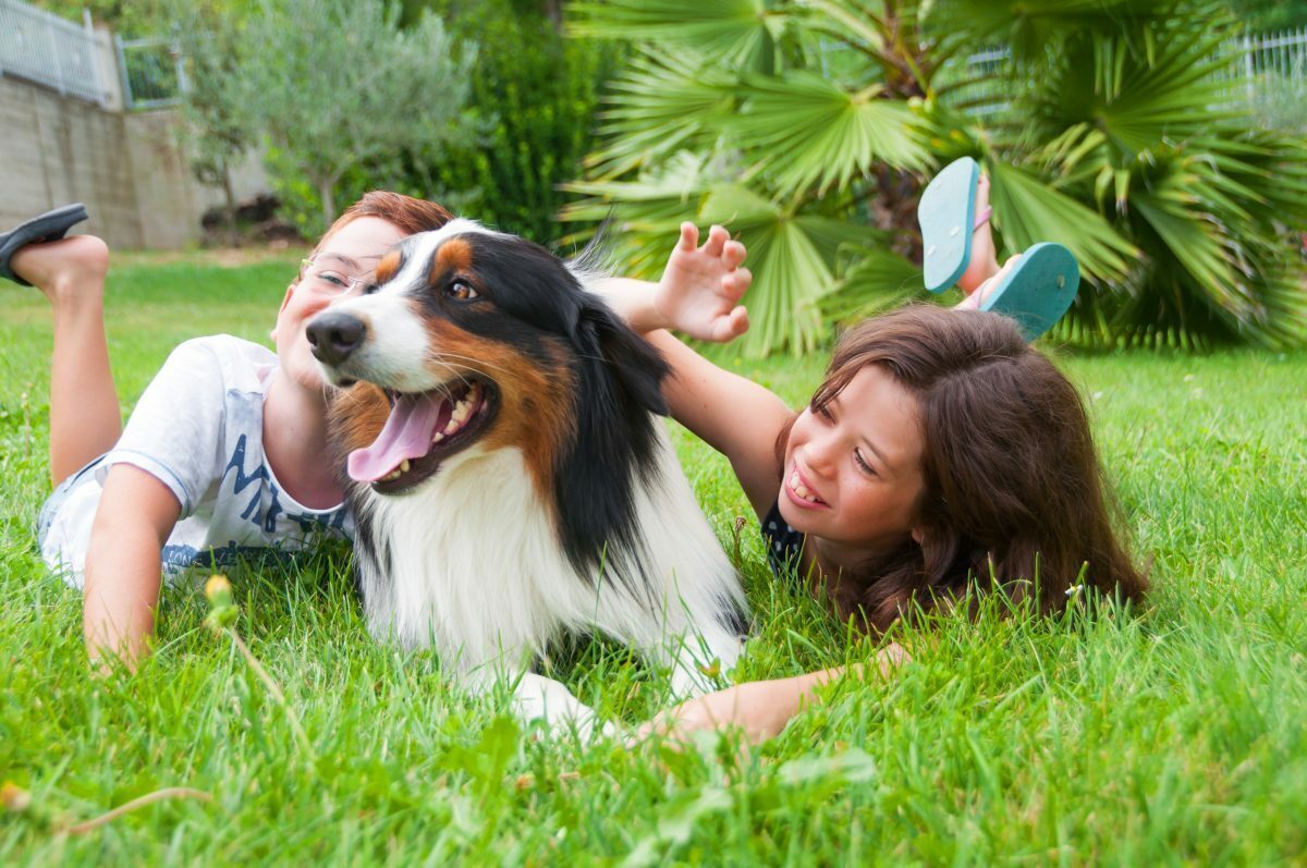 family-raised-australian-shepherd-puppies.webp Family-raised Australian Shepherd puppies receiving early socialization