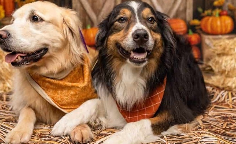 Australian Shepherd puppy relaxing with another family dog