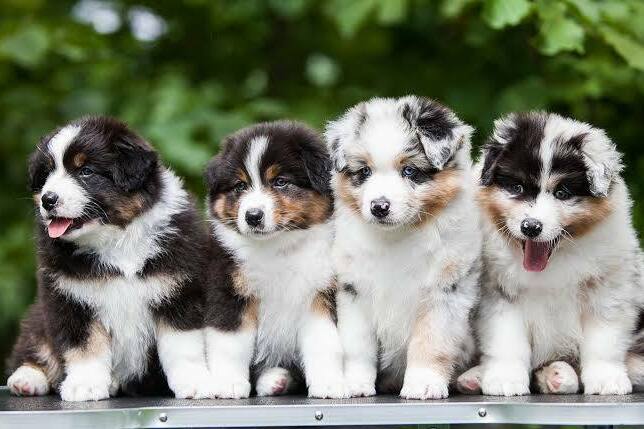 Australian Shepherd puppies showing different stages of growth