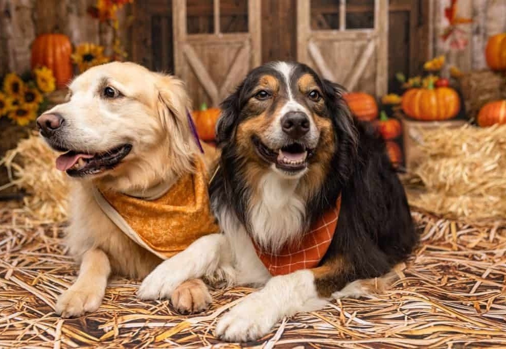 australian shepherd  with other dogs breeds