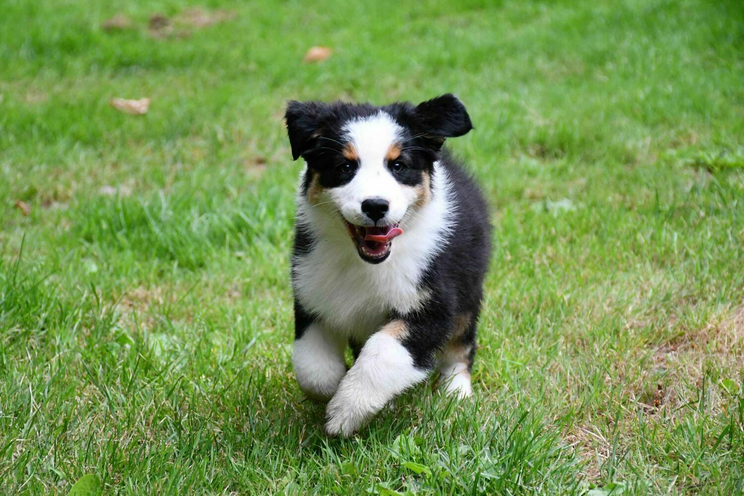 australian-shepherd-puppies-for-sale-north-dakota.webp Australian Shepherd puppy for sale in North Dakota from a reputable breeder