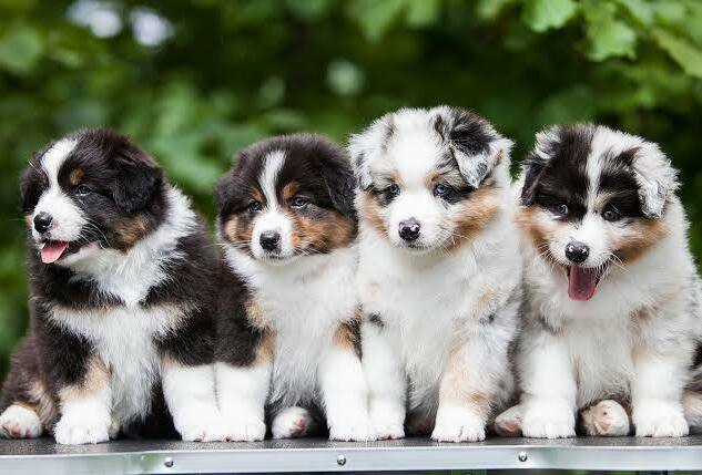 Family meeting an Australian Shepherd puppy for the first time
