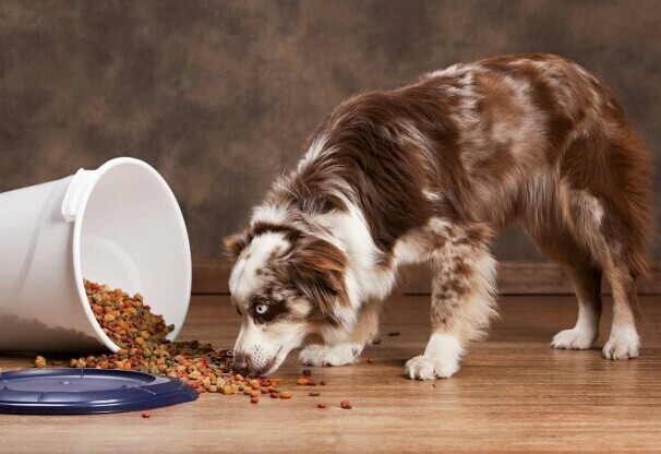 Australian Shepherd participating in an agility course