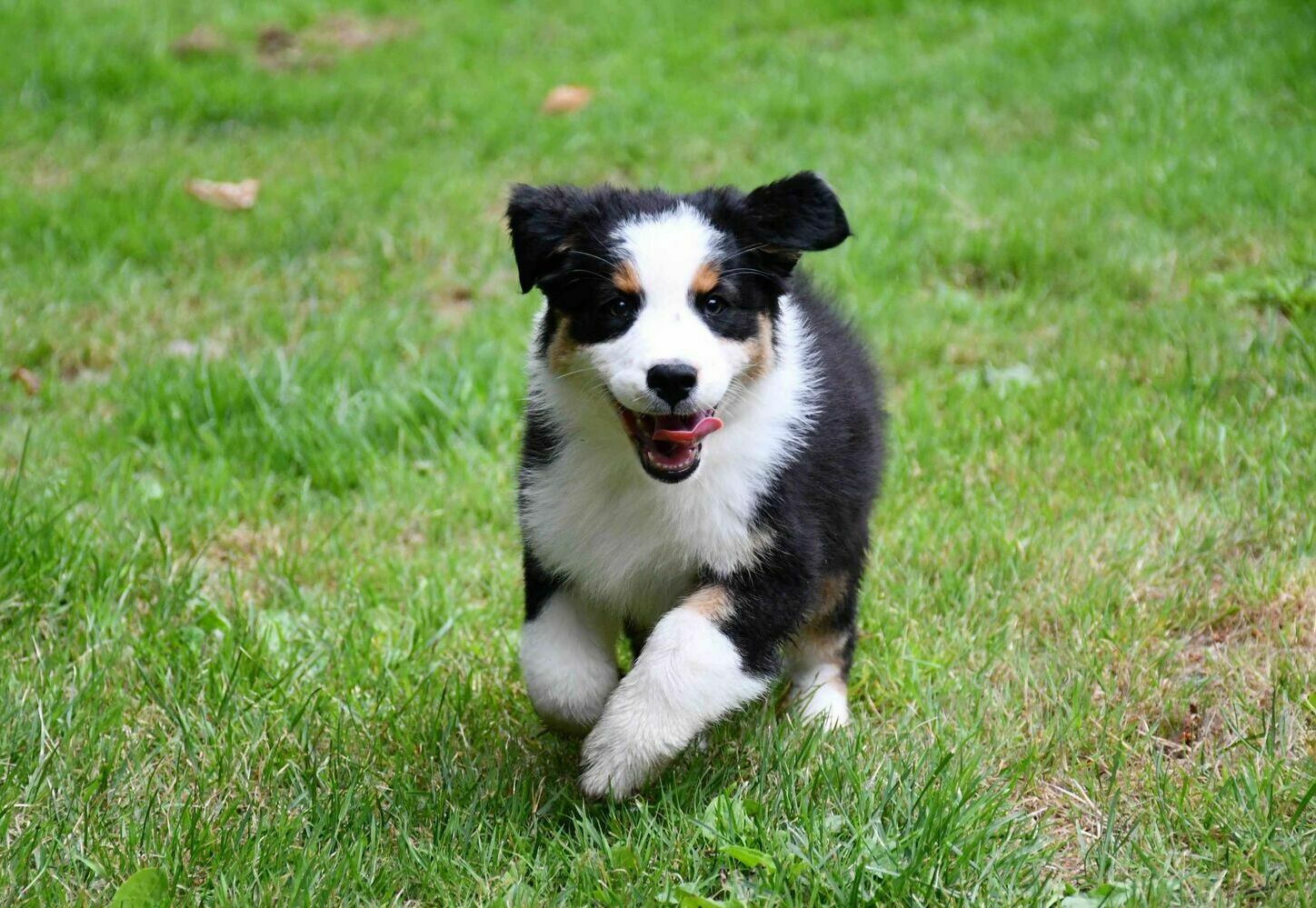 Australian Shepherd puppy playing outside.