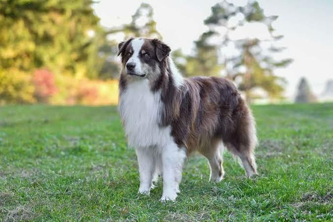 Standard Australian Shepherd
