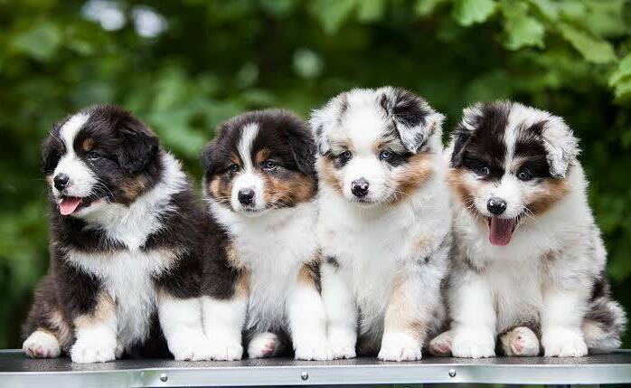 Australian Shepherd puppy for sale in Oregon from a reputable breeder