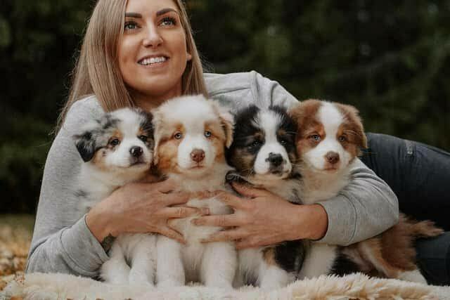 bringing-home-australian-shepherd-puppy.webp Family welcoming their new Australian Shepherd puppy home