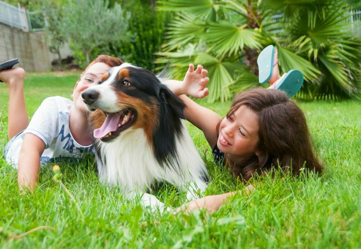 Healthy adult Australian Shepherd enjoying a walk with its owner