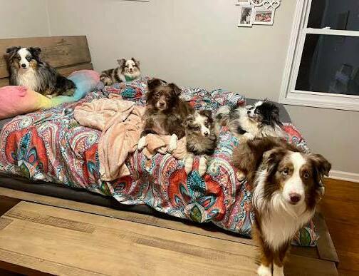 Puppy-proofed living room ready for an Australian Shepherd puppy