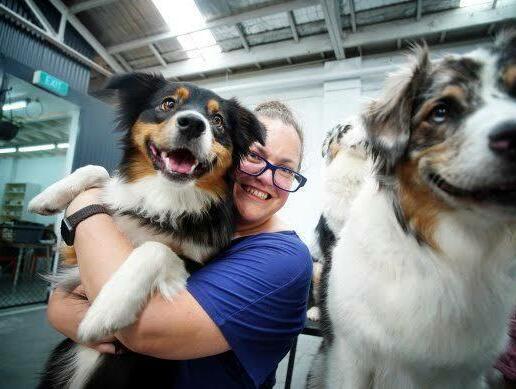 Adult Australian Shepherd spending time with its family