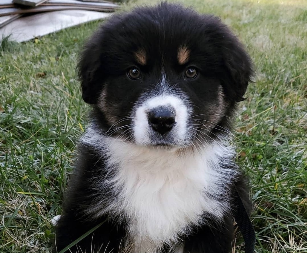 Missy Australian Shepherd Puppy