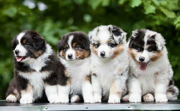 Responsible Australian Shepherd breeder caring for a puppy