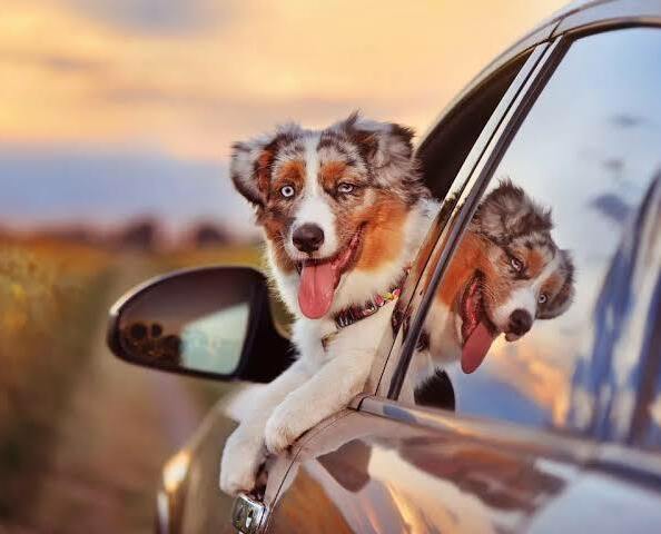 Australian Shepherd puppy safely prepared for travel
