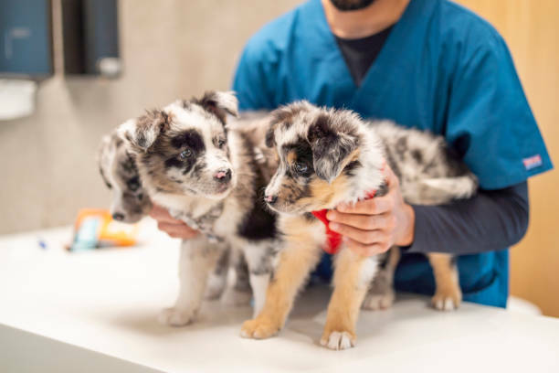 Veterinarian examining an Australian Shepherd puppy.