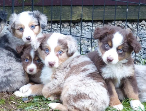 Cavalier King Charles Spaniel