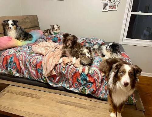 Australian Shepherd puppies with their breeder at Tri Color Tale Pups