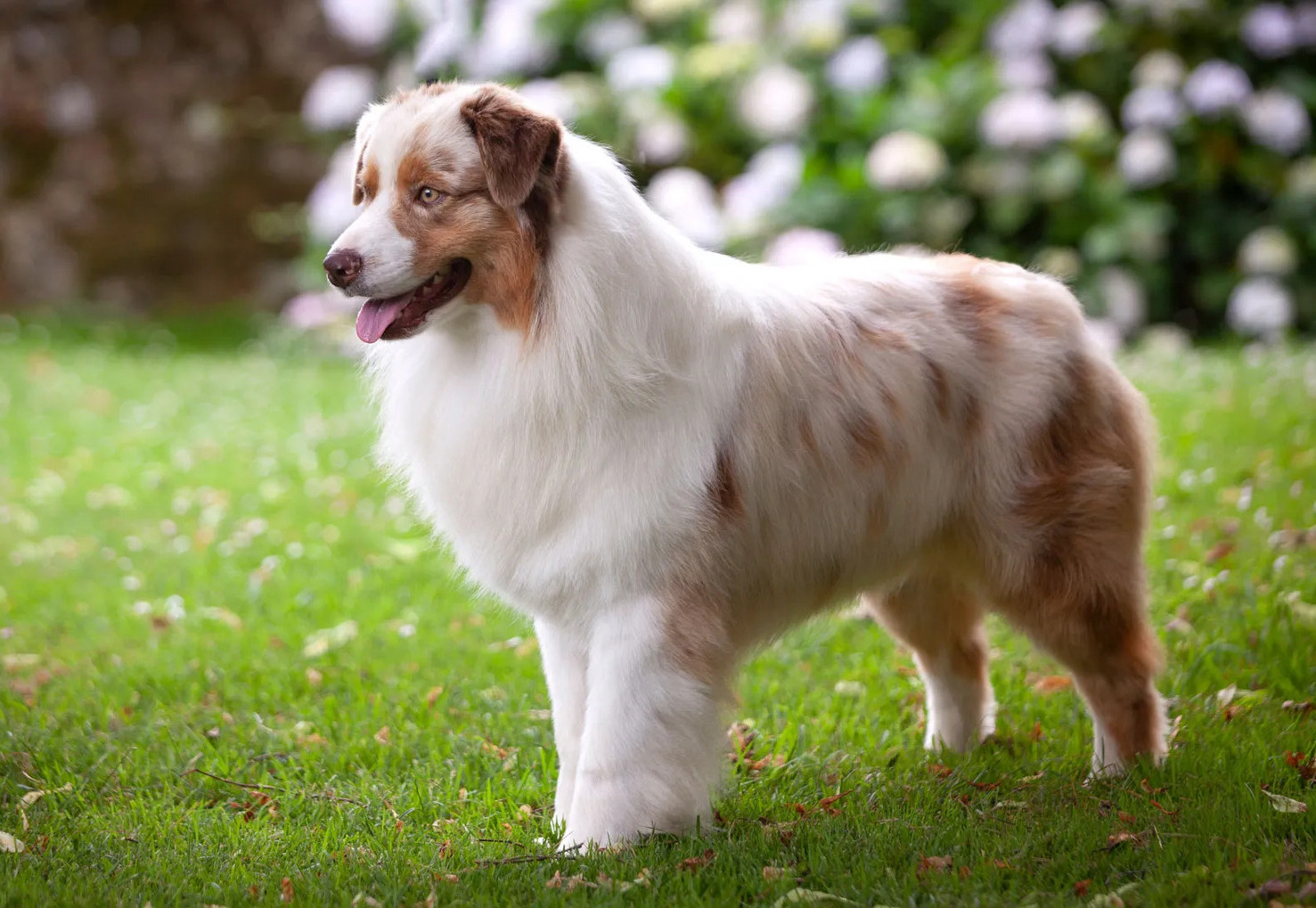australian shepherd barking