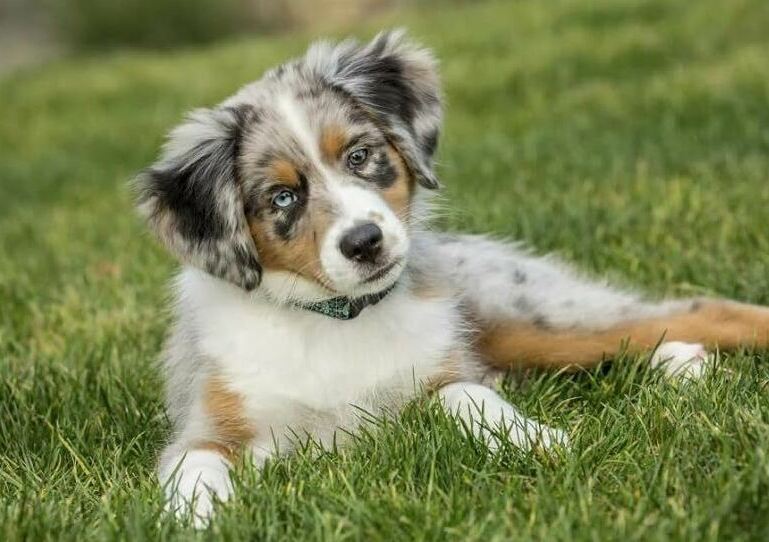 AKC registered Australian Shepherd puppy from a reputable Minnesota breeder