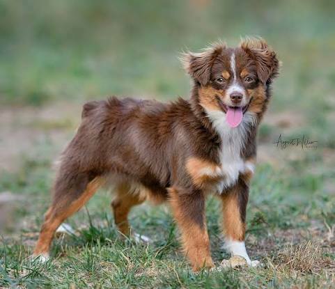 toy australian shepherd