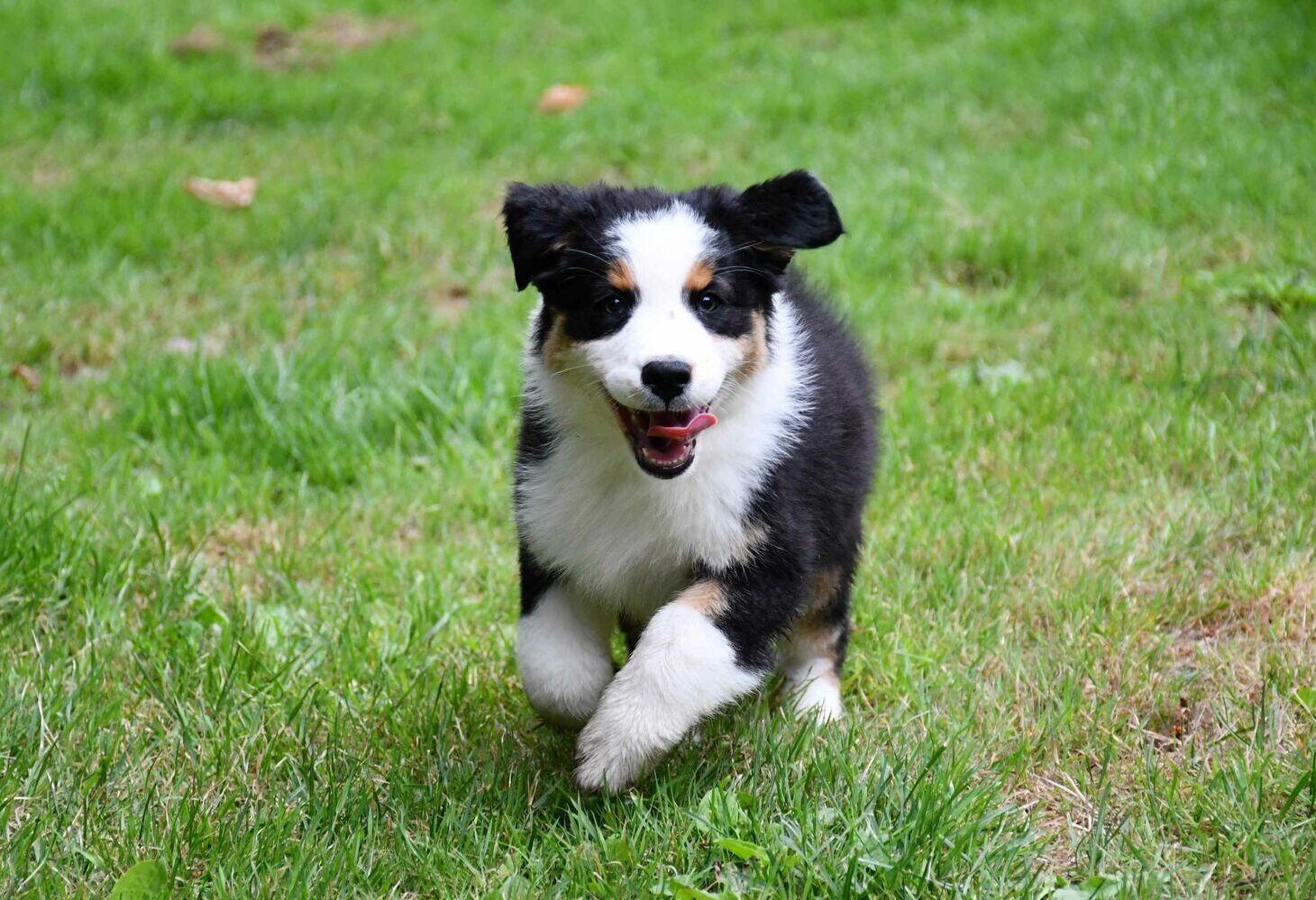 Australian Shepherd puppies playing during early socialization