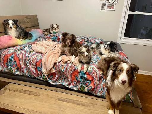 male-vs-female-australian-shepherd-size.webp Male and female Australian Shepherd showing typical size differences