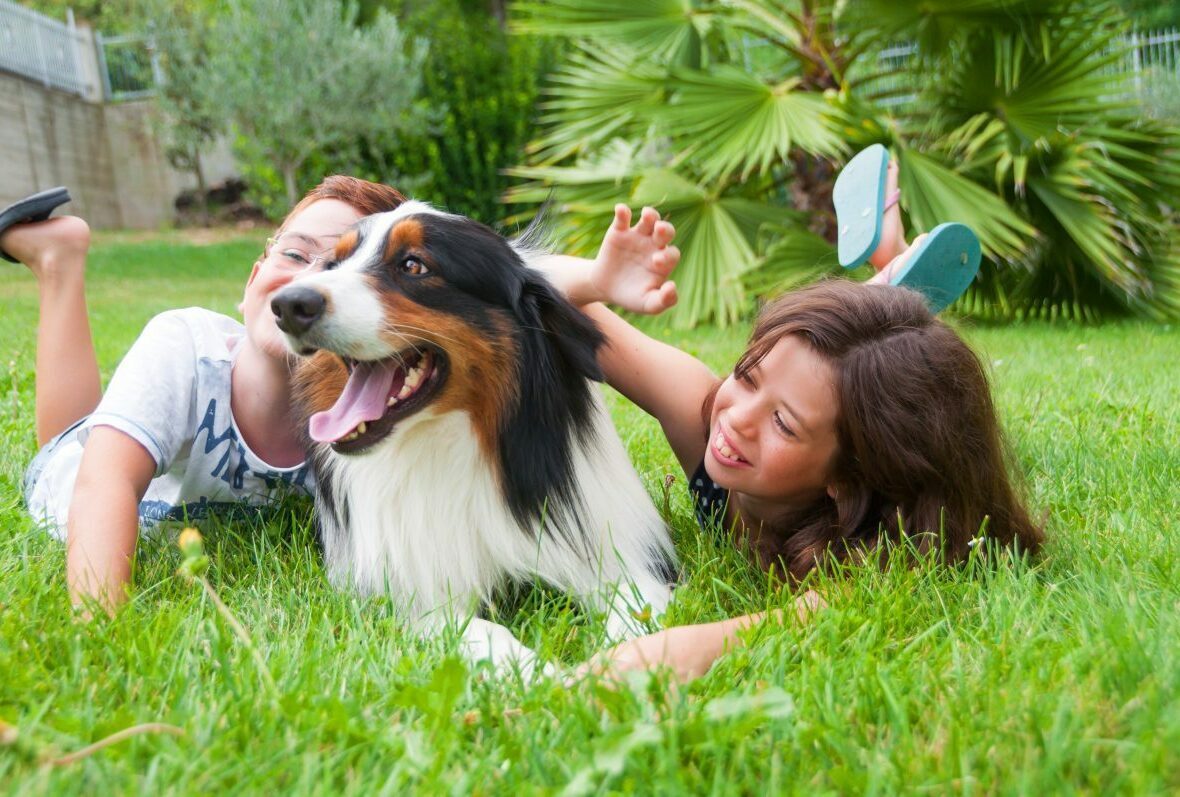 ustralian Shepherd with a family showing the breed's friendly temperament