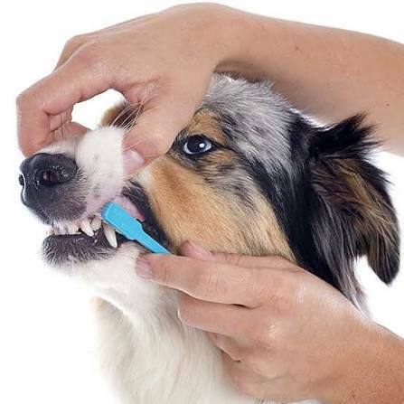 Australian Shepherd showing healthy teeth during a checkup
