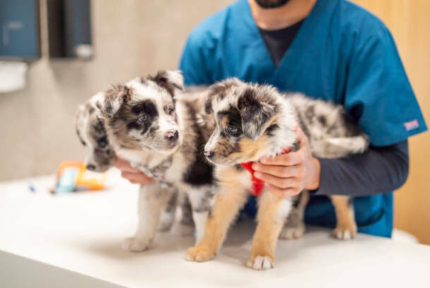 Healthy Australian Shepherd receiving a routine veterinary examination
