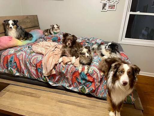 Responsible Australian Shepherd breeder caring for healthy puppies