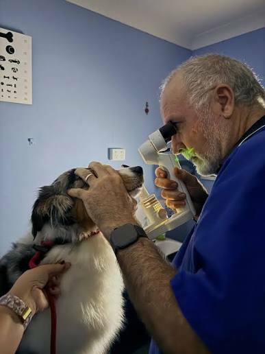 Health records and vaccination documents for an Australian Shepherd puppy