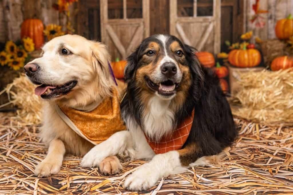 Family-raised Australian Shepherd puppies playing together