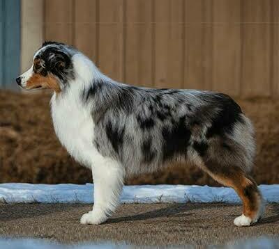 Blue Merle Australian Shepherd