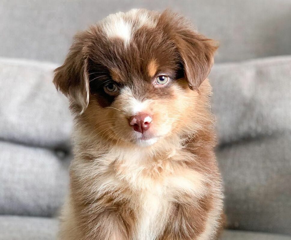 Willgle Australian Shepherd Puppy